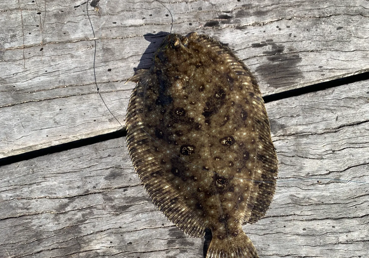 Black flounder