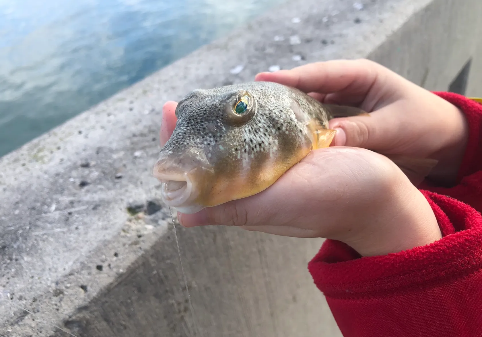 Northern puffer