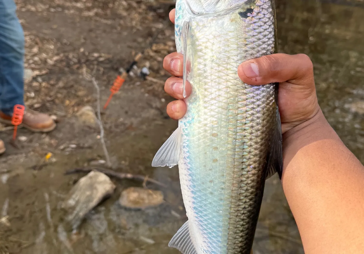 American shad