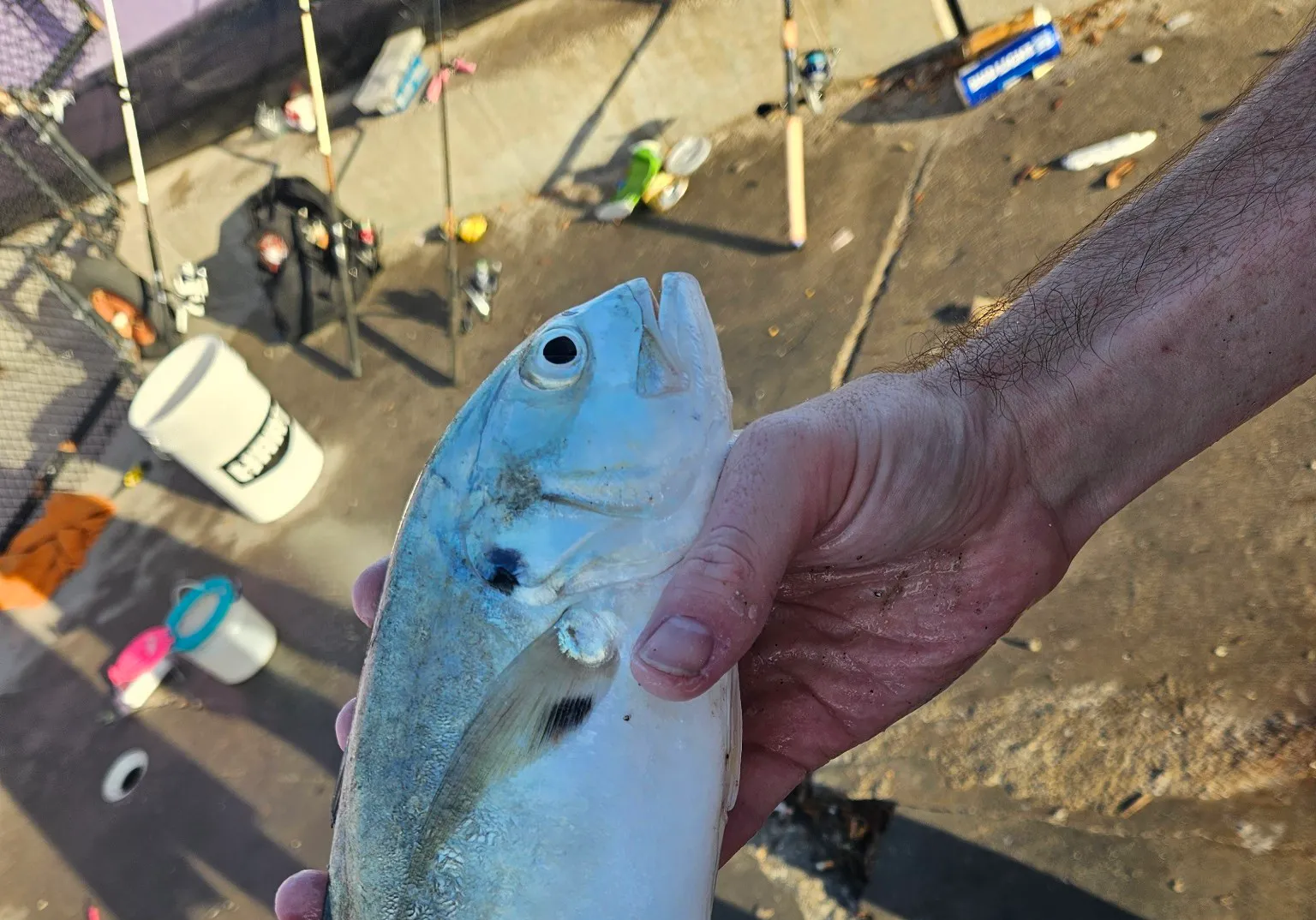 Lesser amberjack