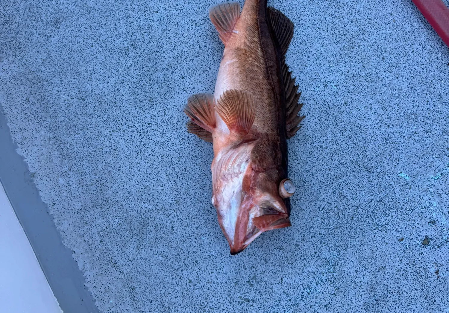 Redstripe rockfish