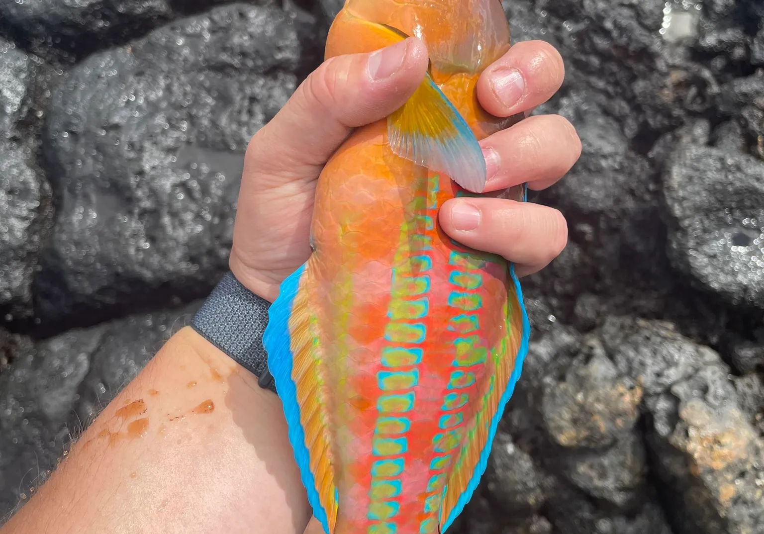 Ornate wrasse