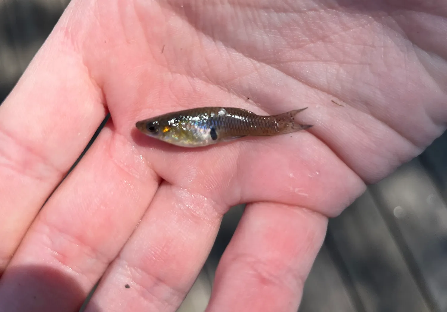 Eastern mosquitofish