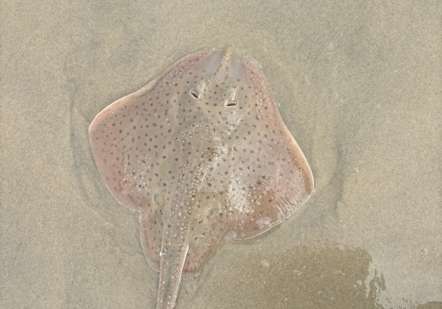 Barndoor skate