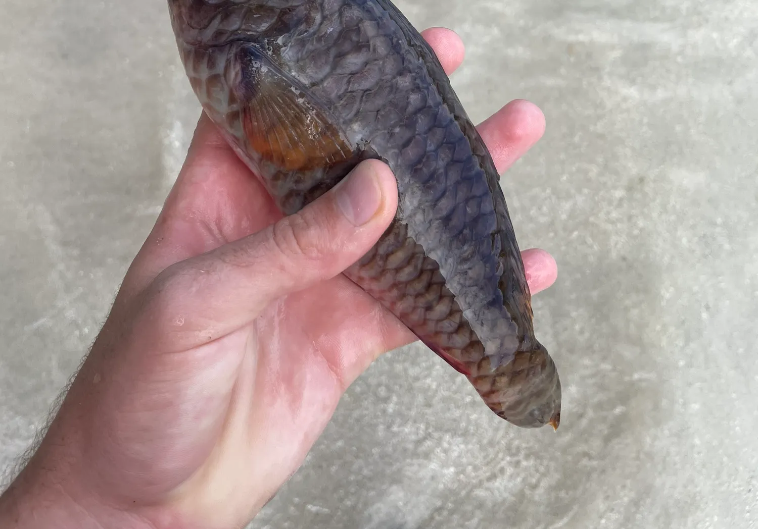 Redfin parrotfish