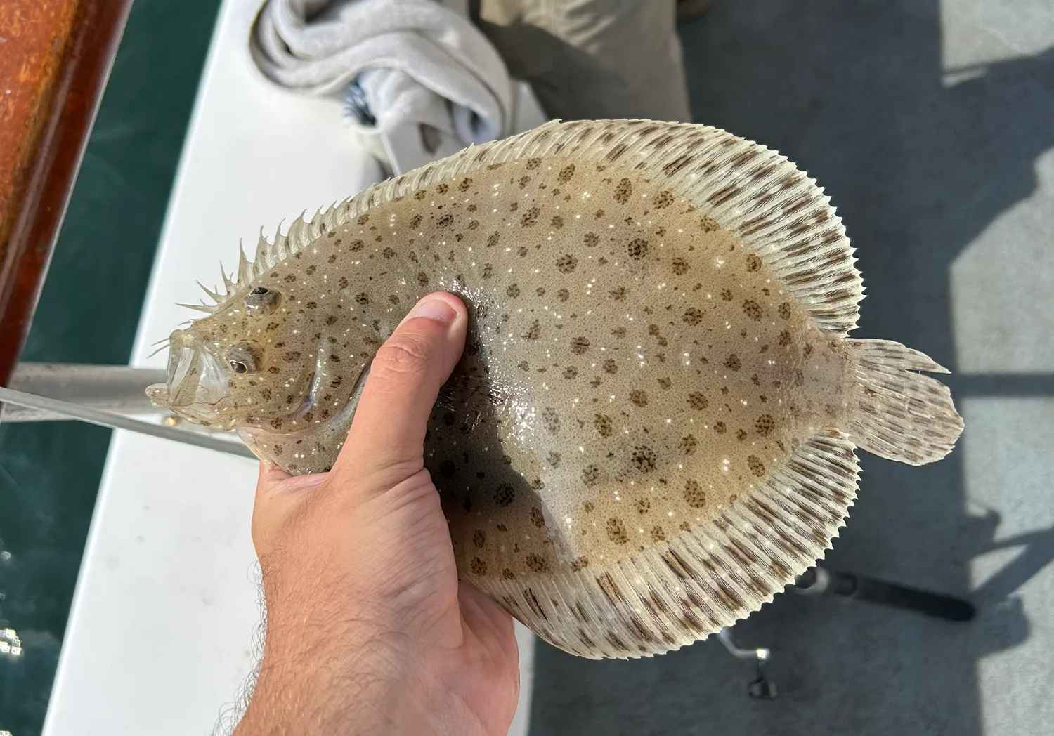 Windowpane flounder