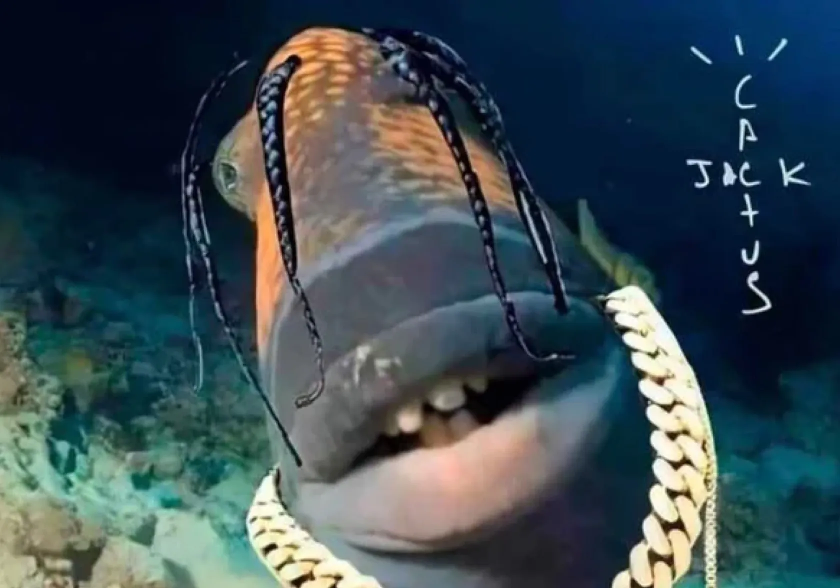 Black-blotched porcupinefish