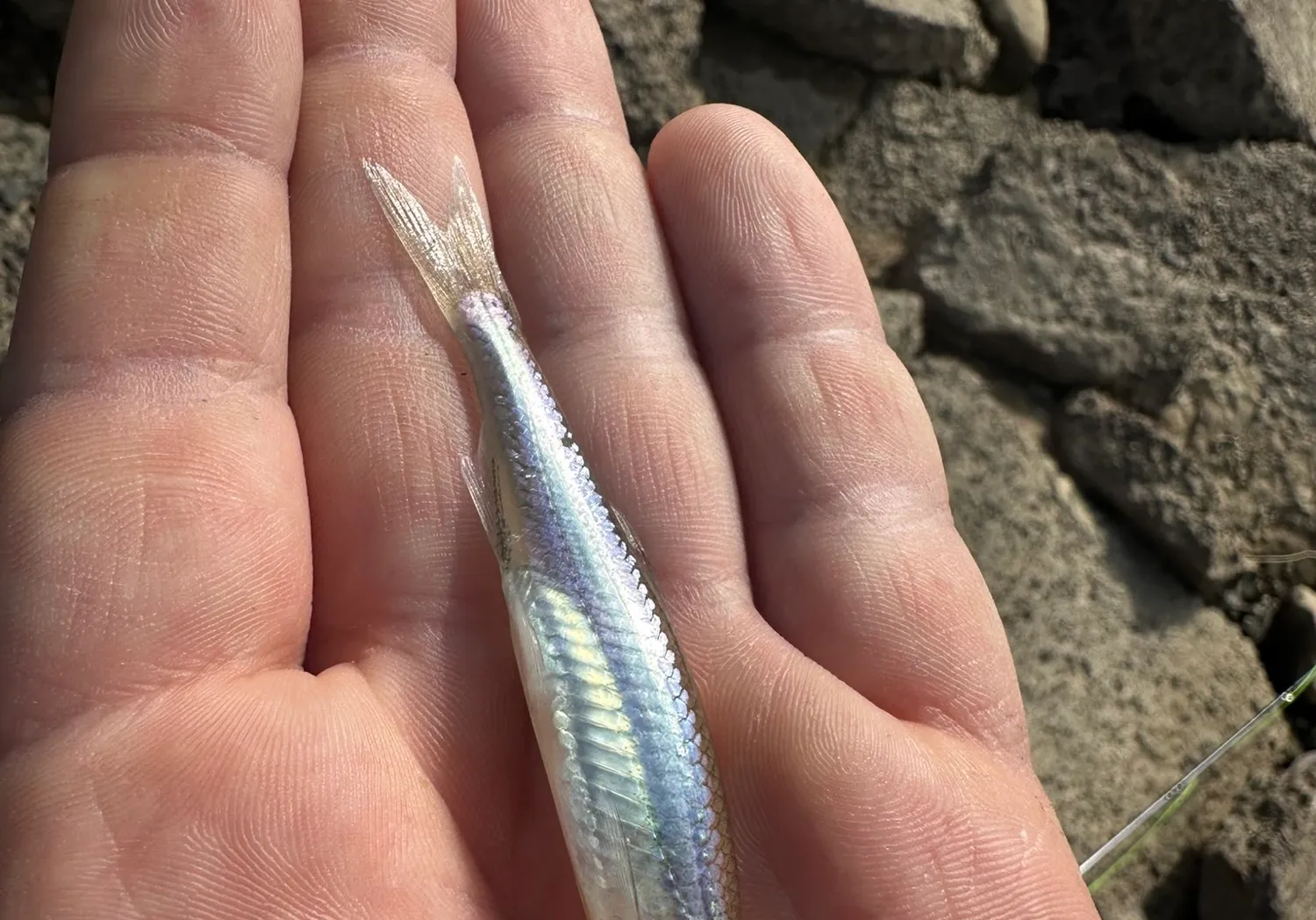 Emerald shiner