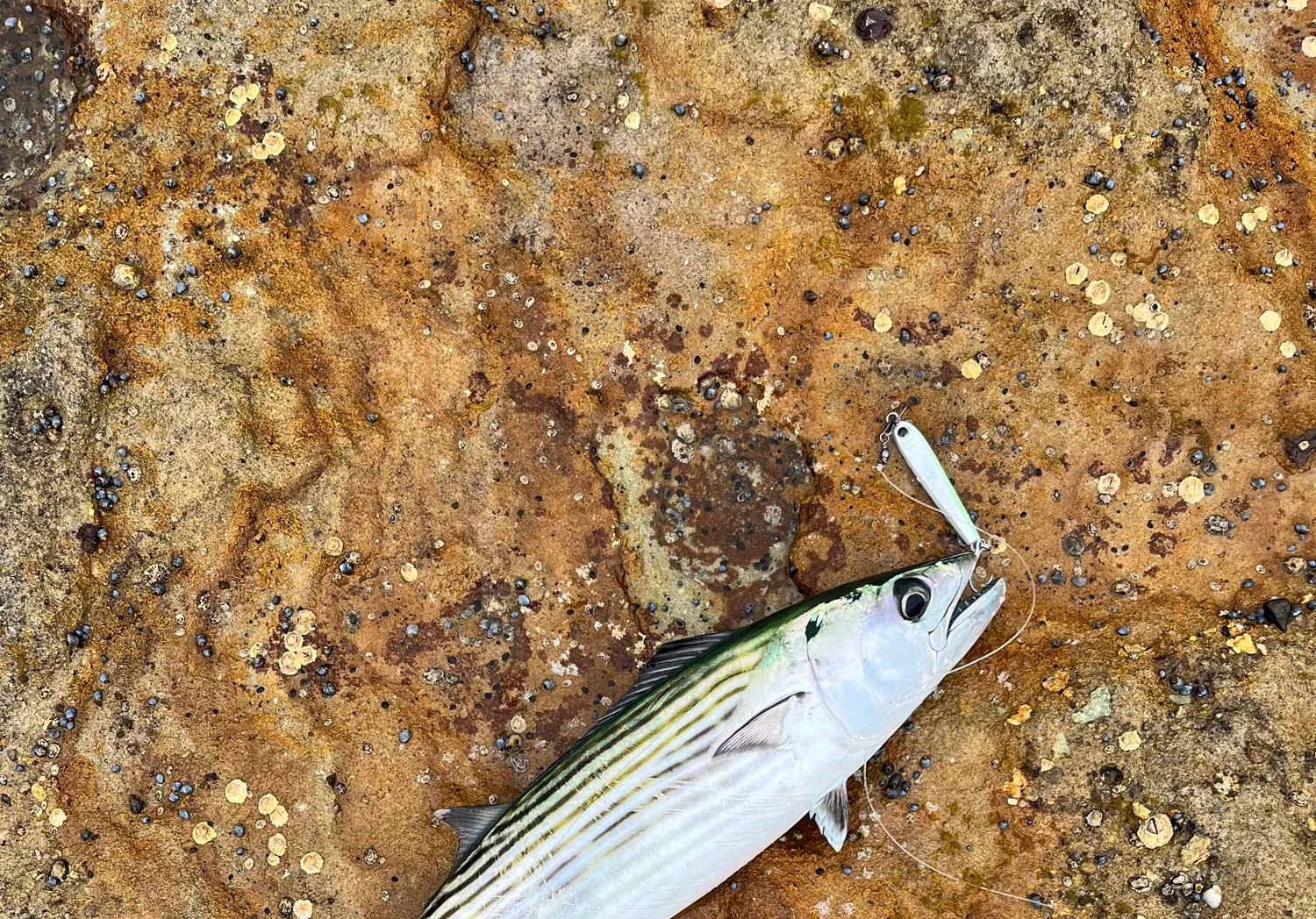 Australian bonito