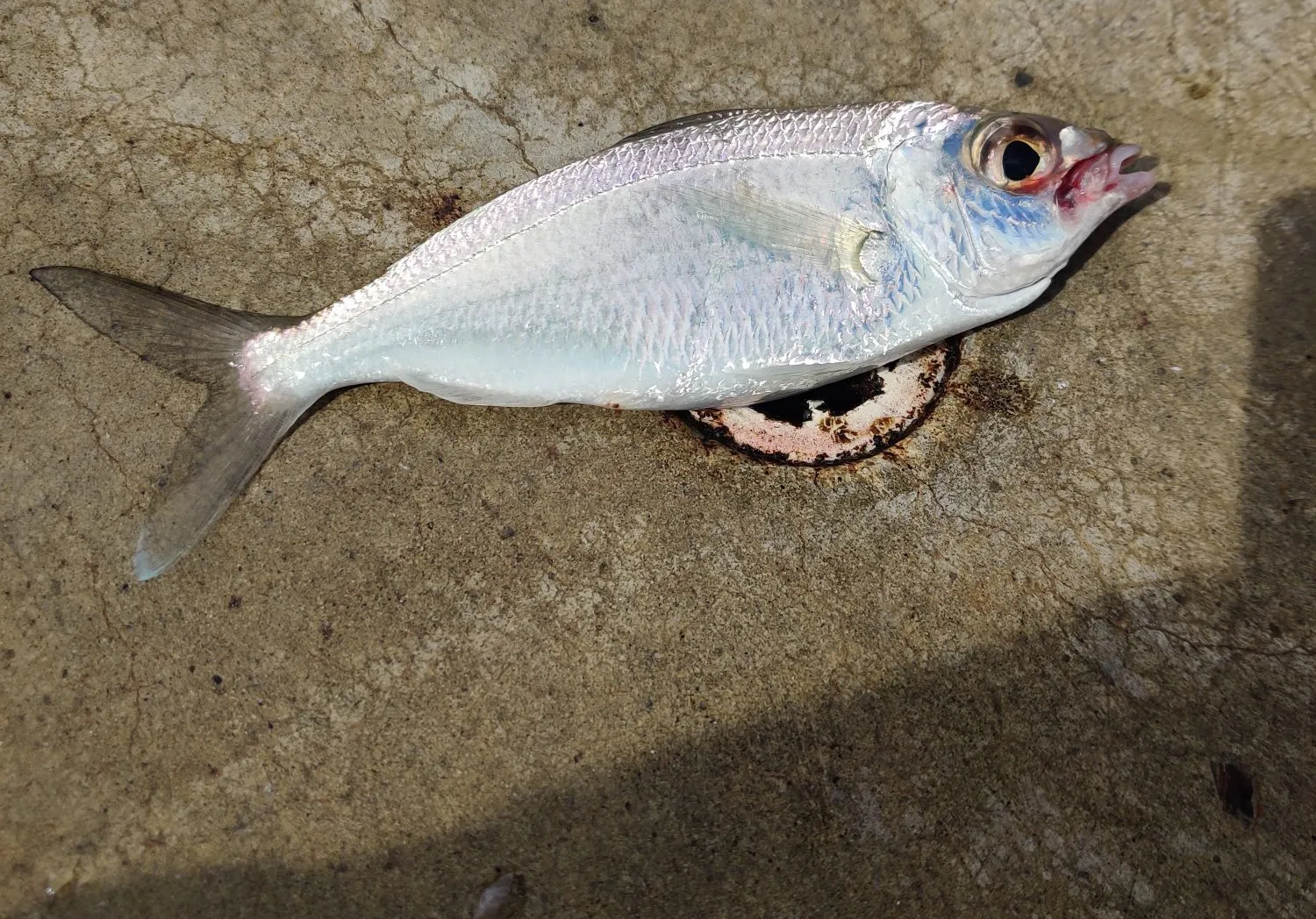 Bigeye mojarra