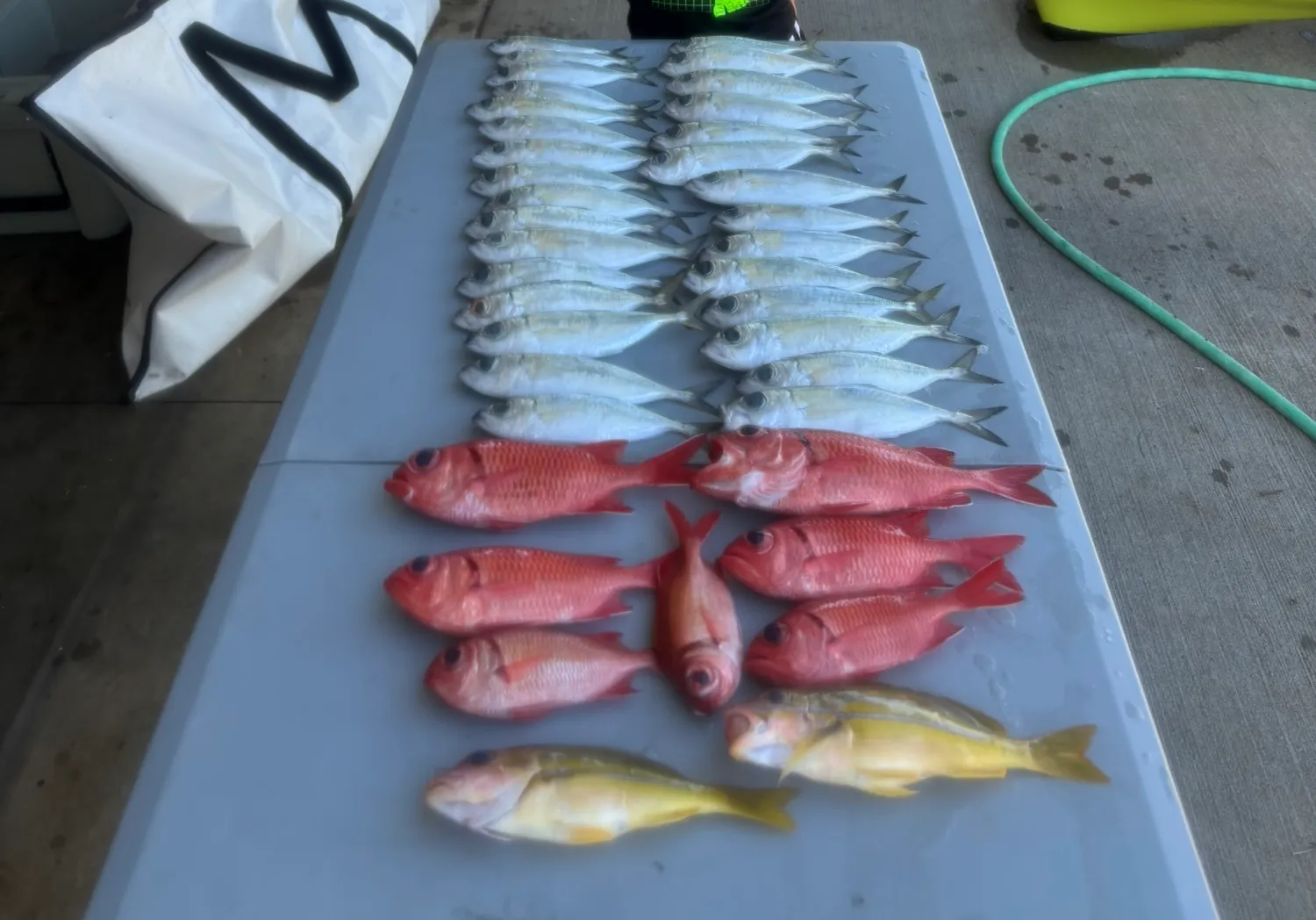 Blotcheye soldierfish