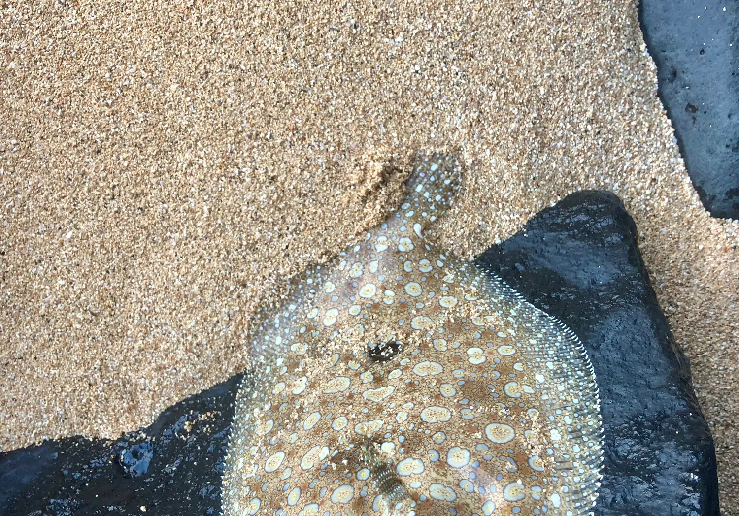 Leopard flounder