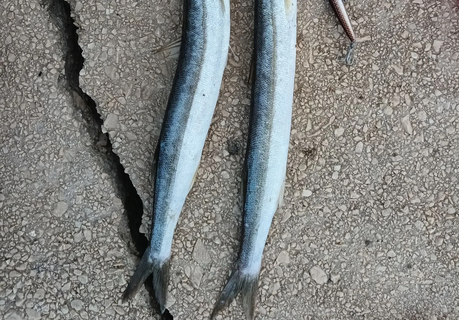 European barracuda