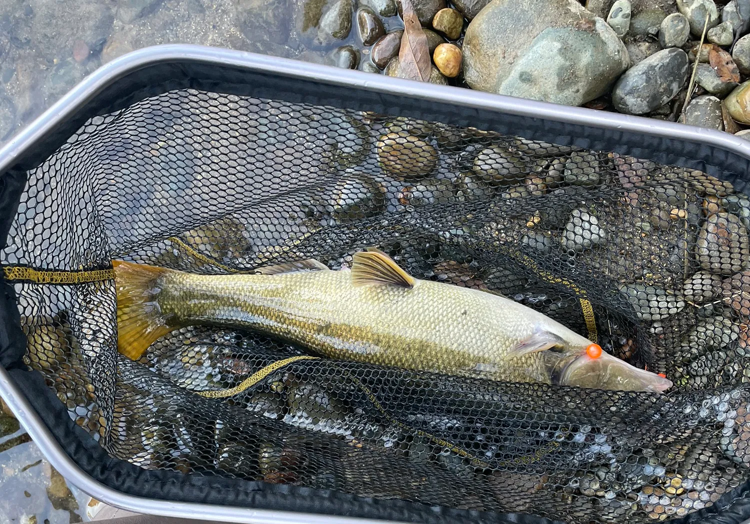 Sacramento pikeminnow