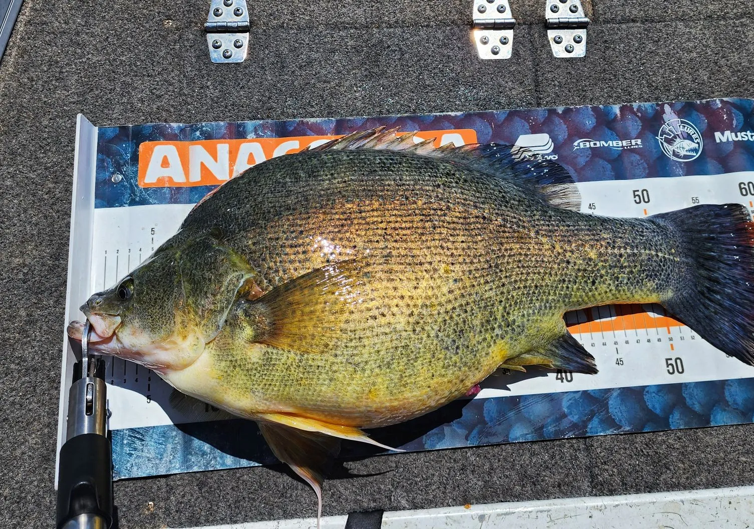 Golden perch