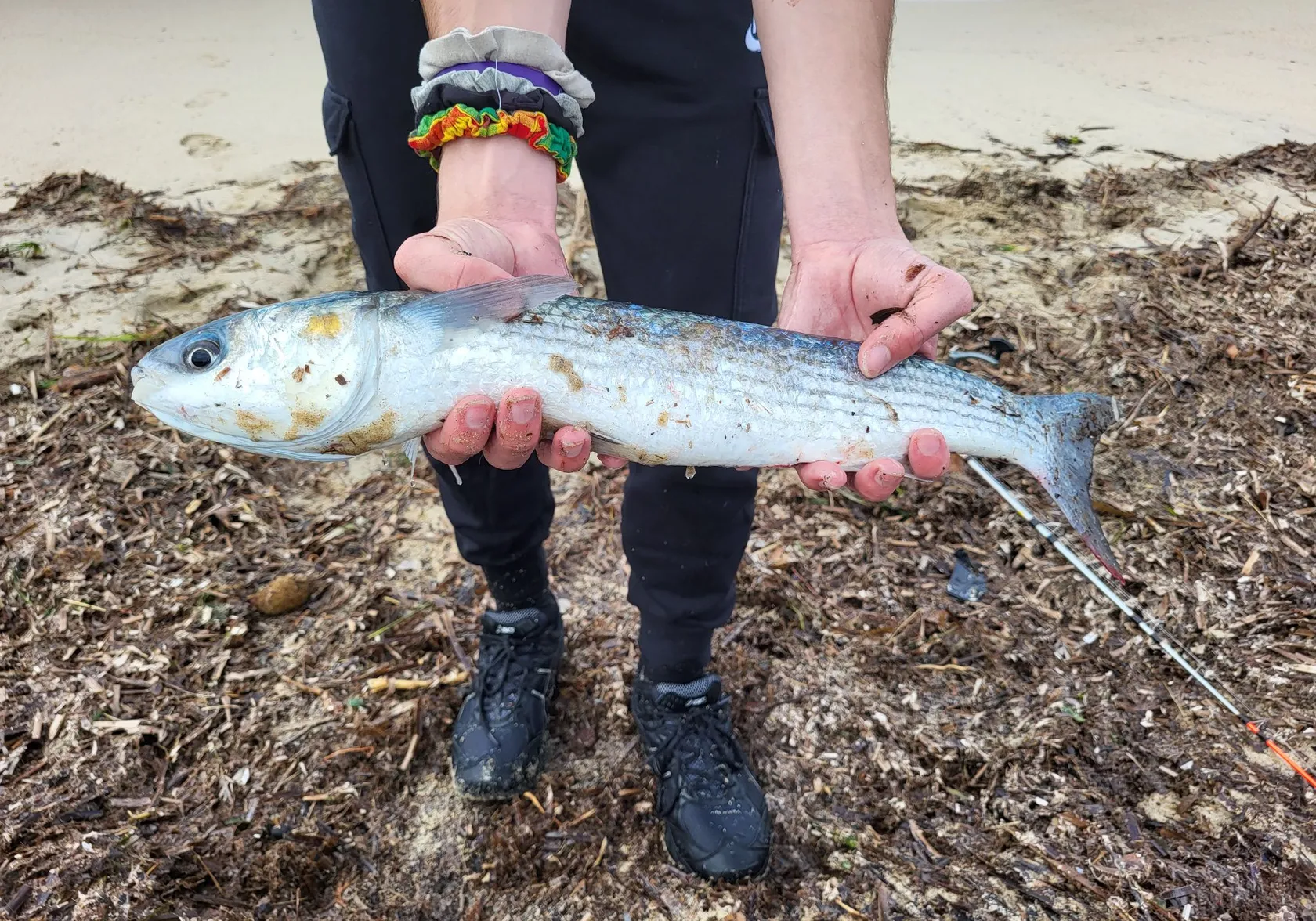 Thicklip grey mullet