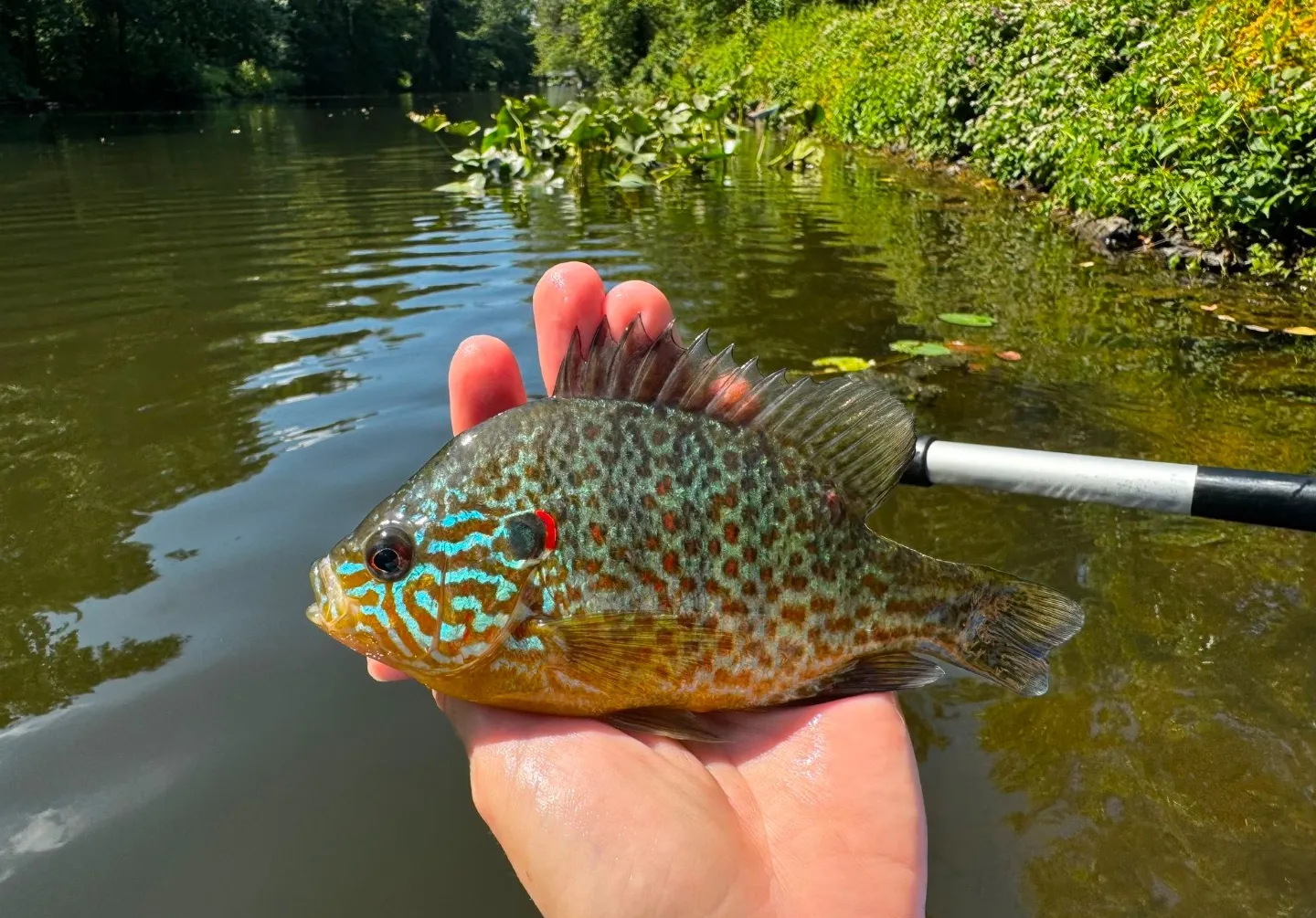 Longear sunfish