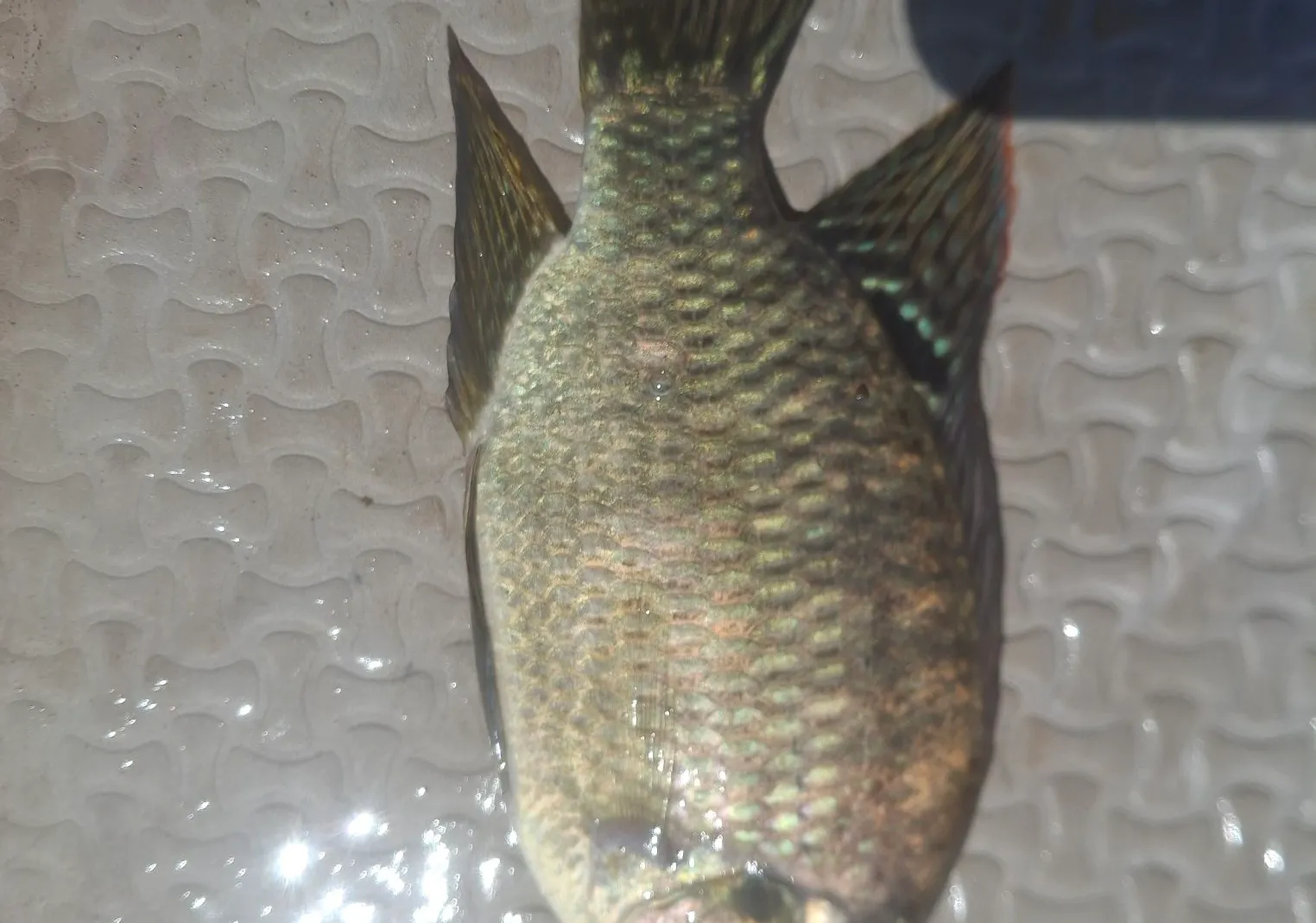 Banded tilapia