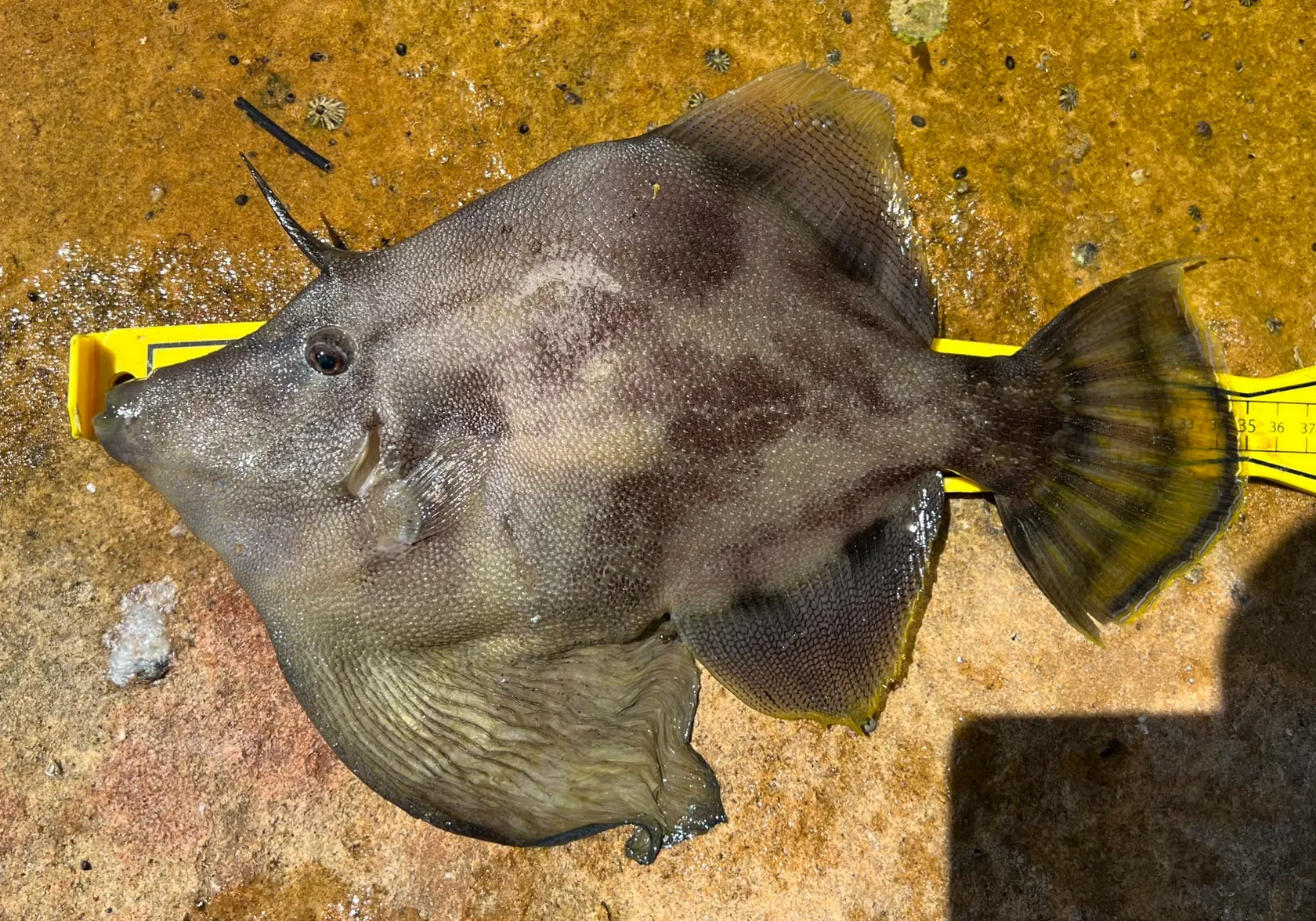 Fan-bellied leatherjacket