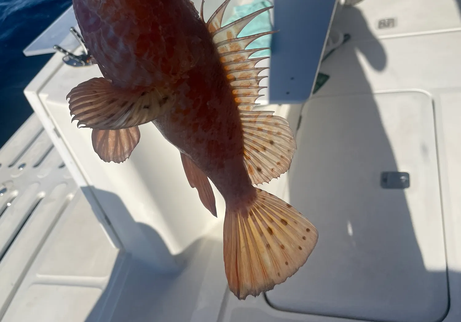 Small red scorpionfish