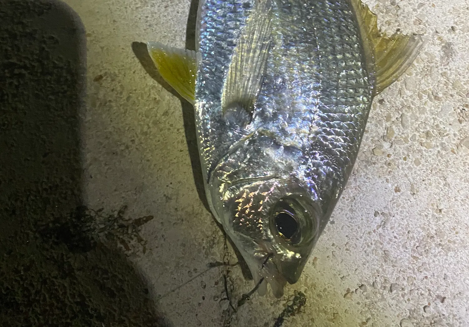 Silver mojarra