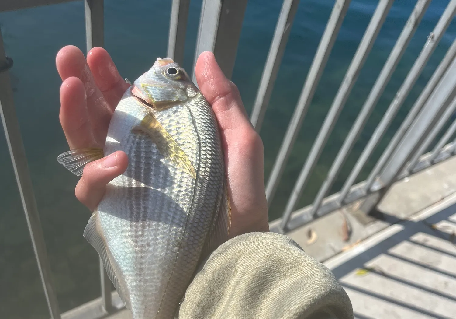 Shiner perch