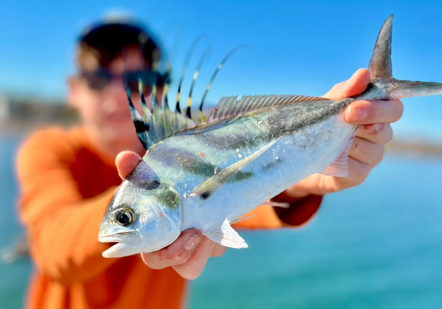 Roosterfish