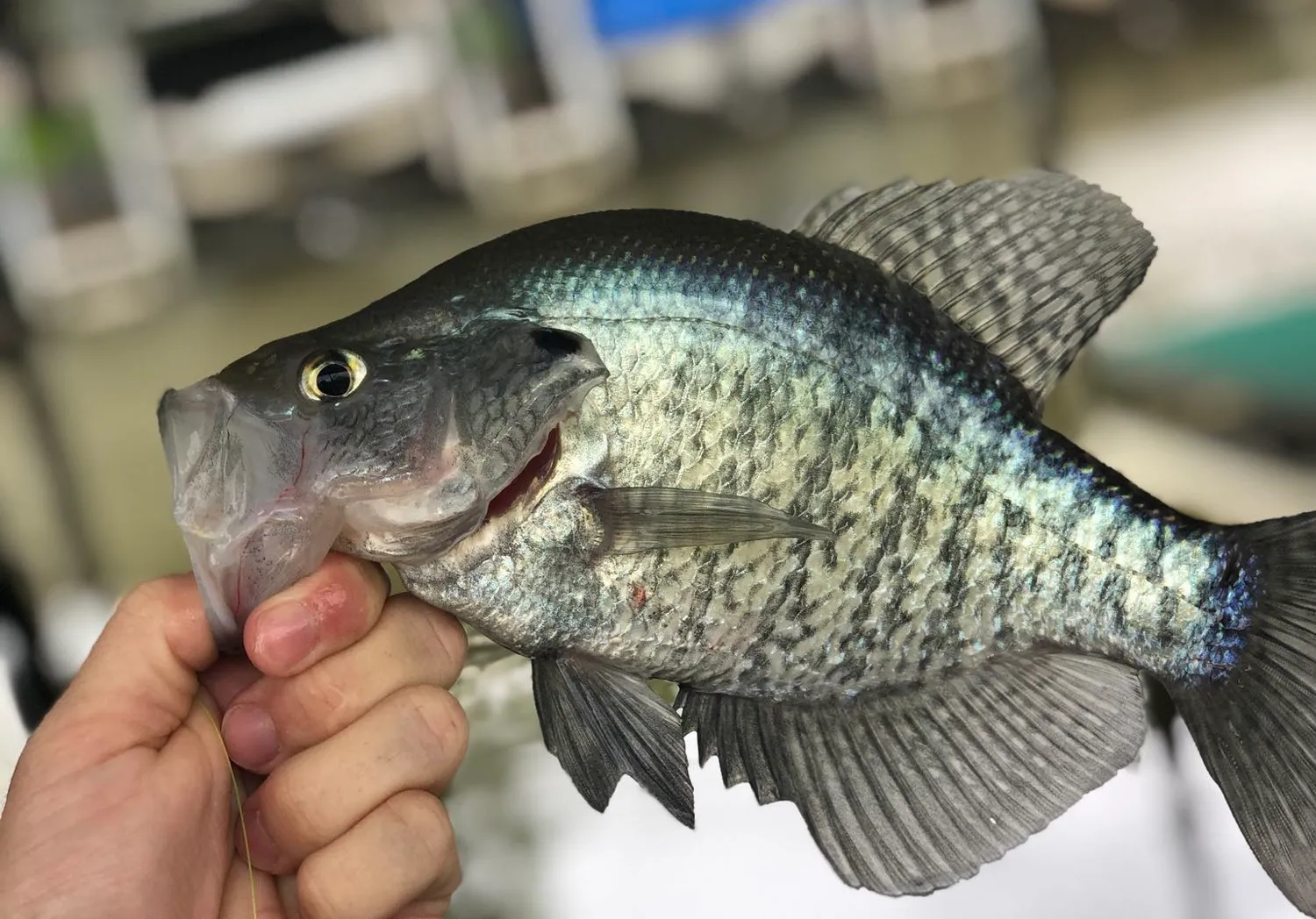 White crappie