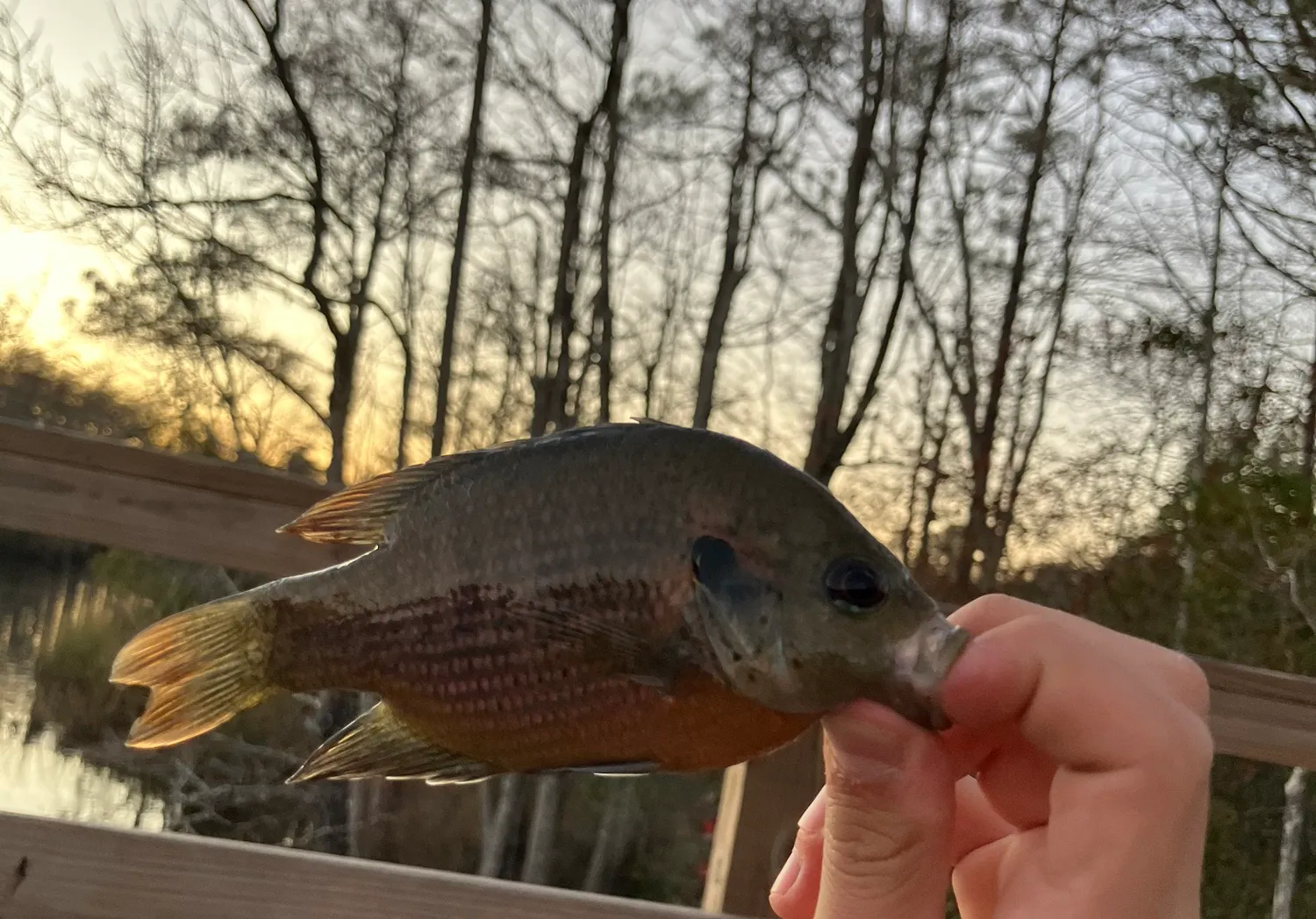 Redspotted sunfish