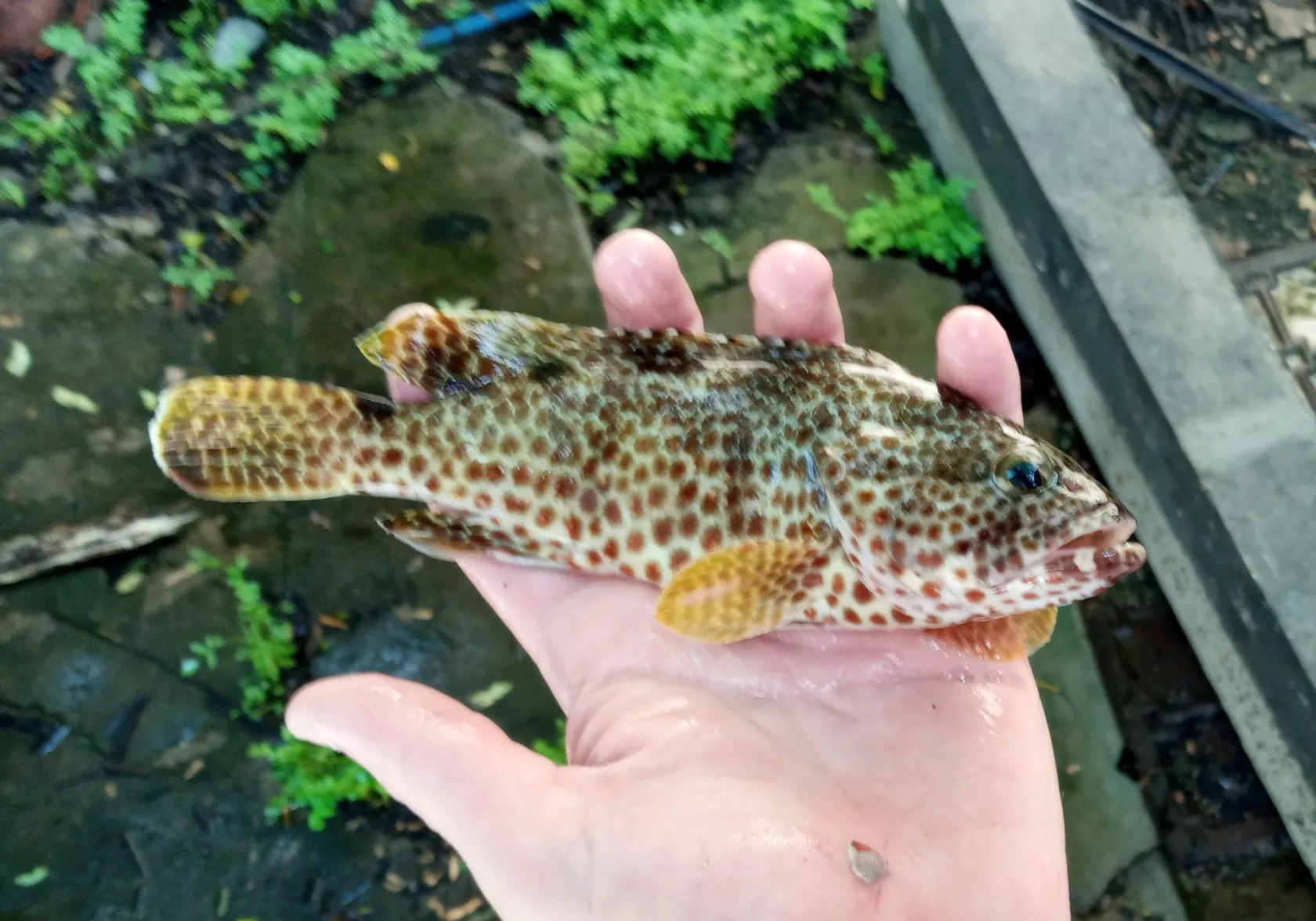 Foursaddle grouper