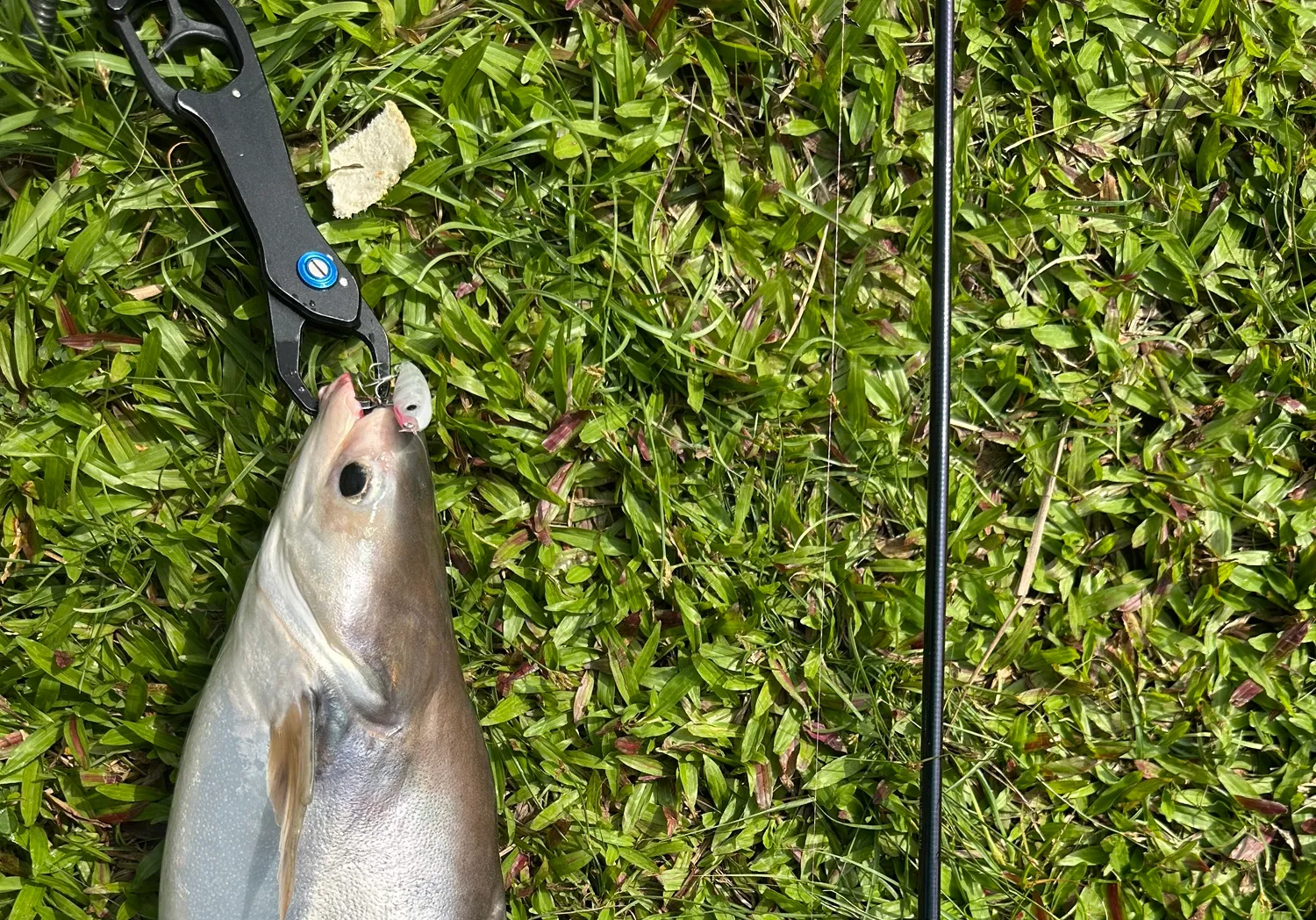 Striped catfish