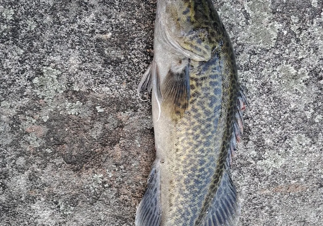 Mary River cod