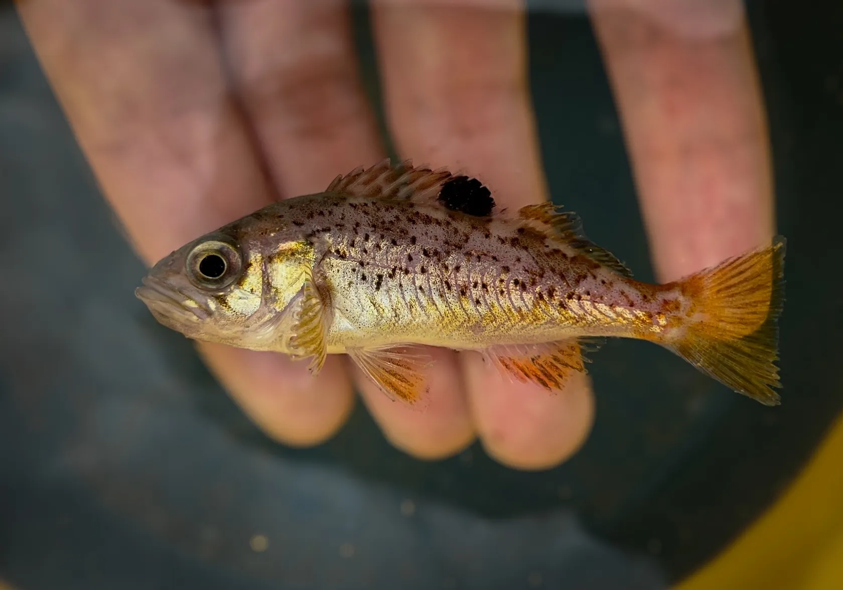 Yellowtail rockfish