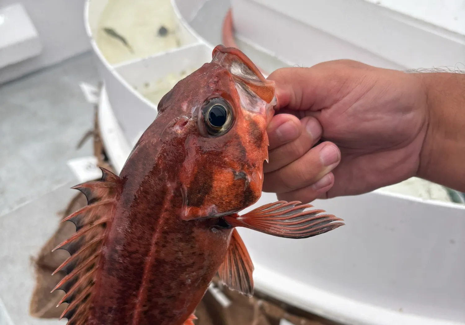 Mexican rockfish