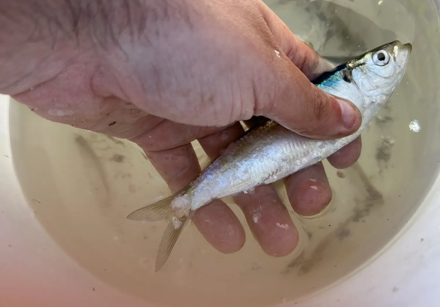 Blueback shad