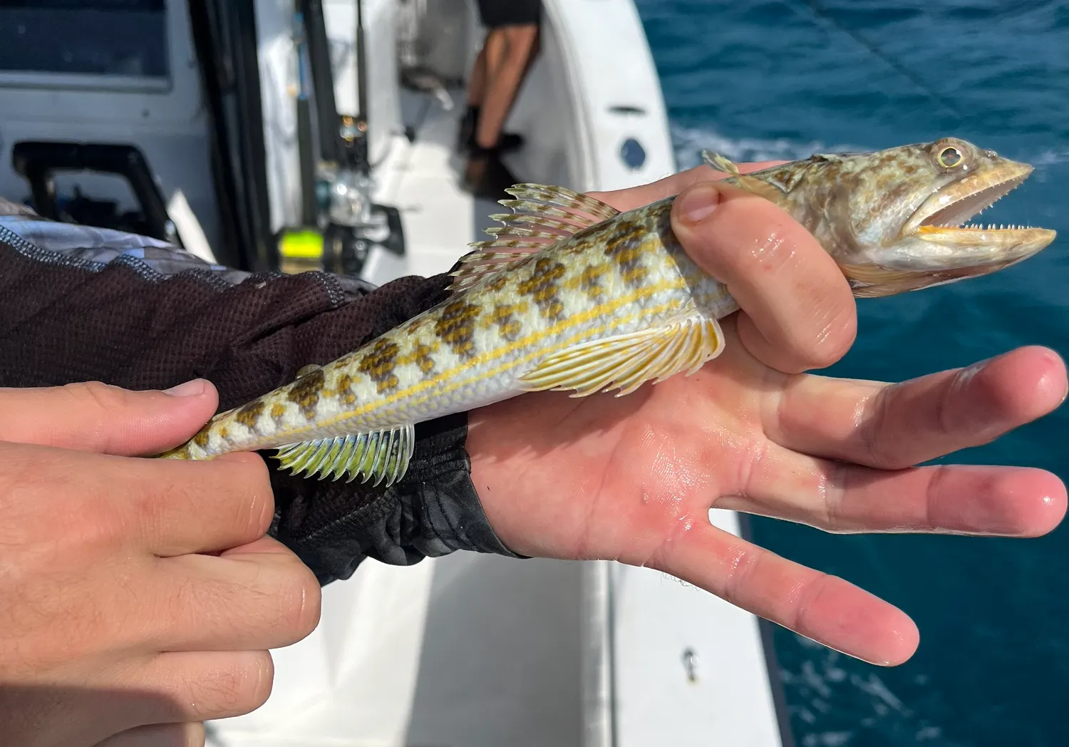 Atlantic lizardfish