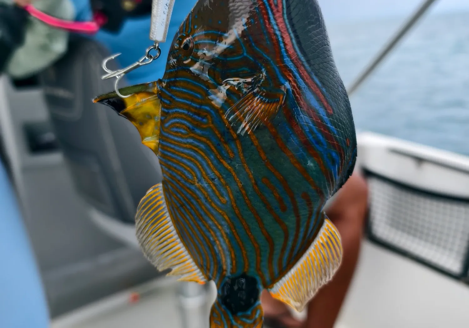 Orange-lined triggerfish