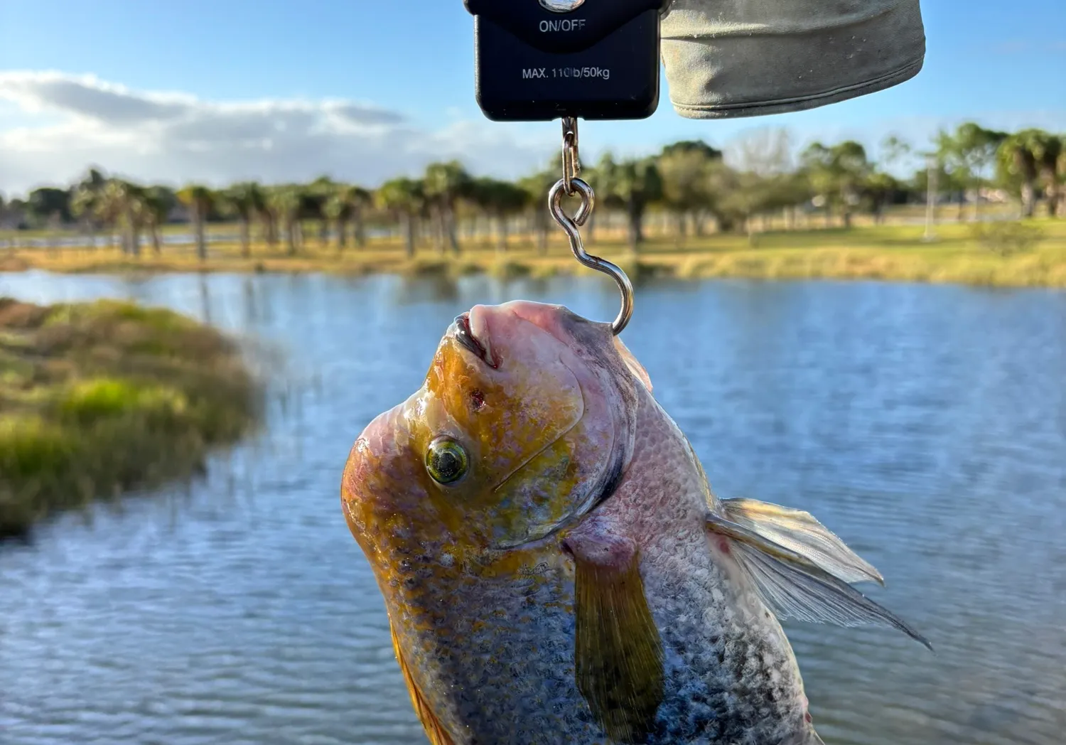 Redhead cichlid