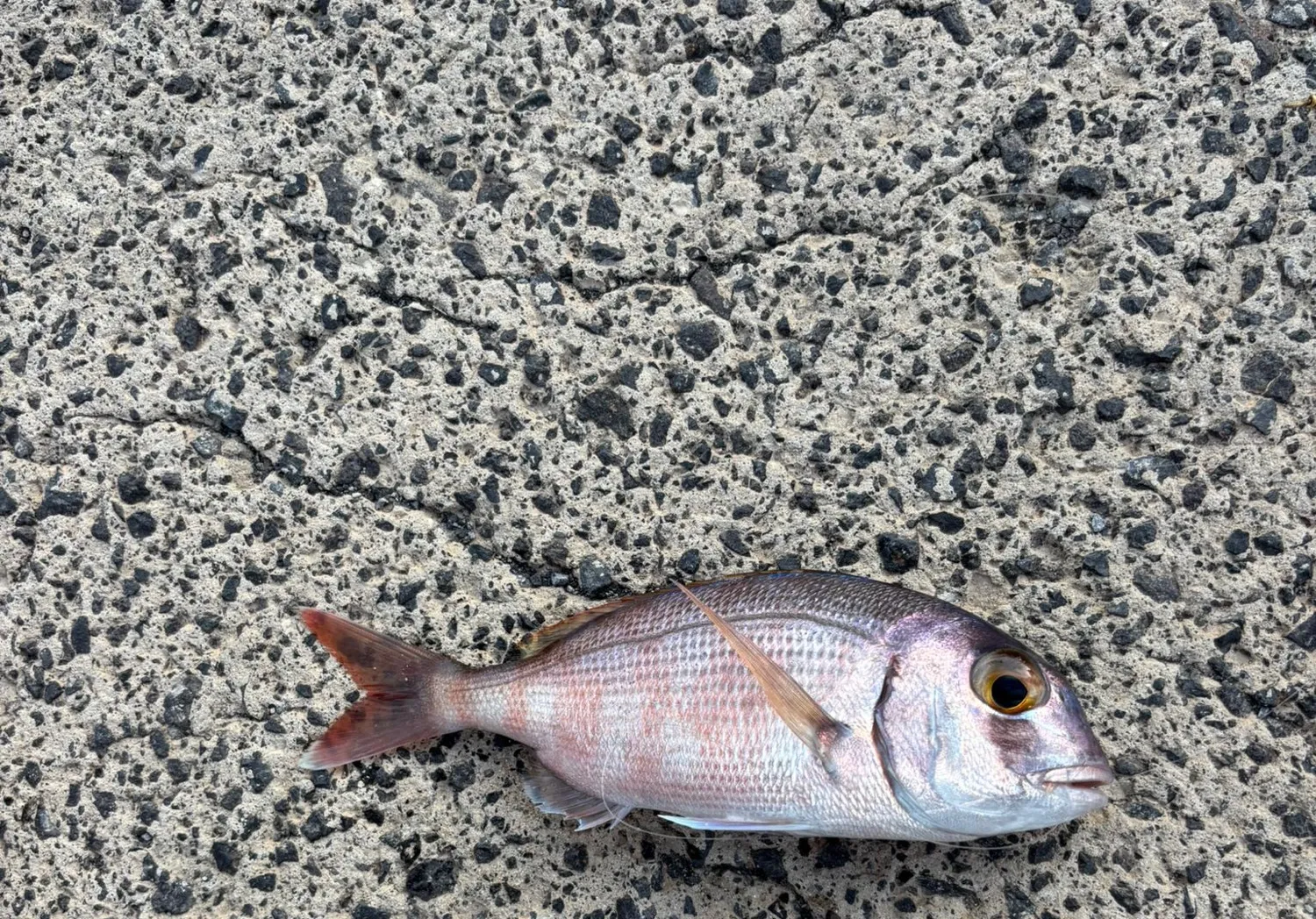 Common seabream