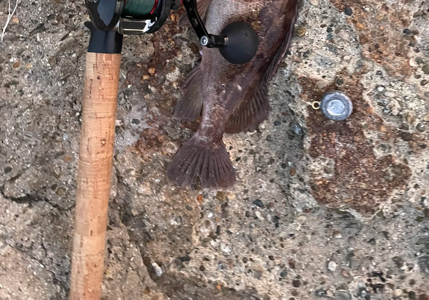 Brown rockfish