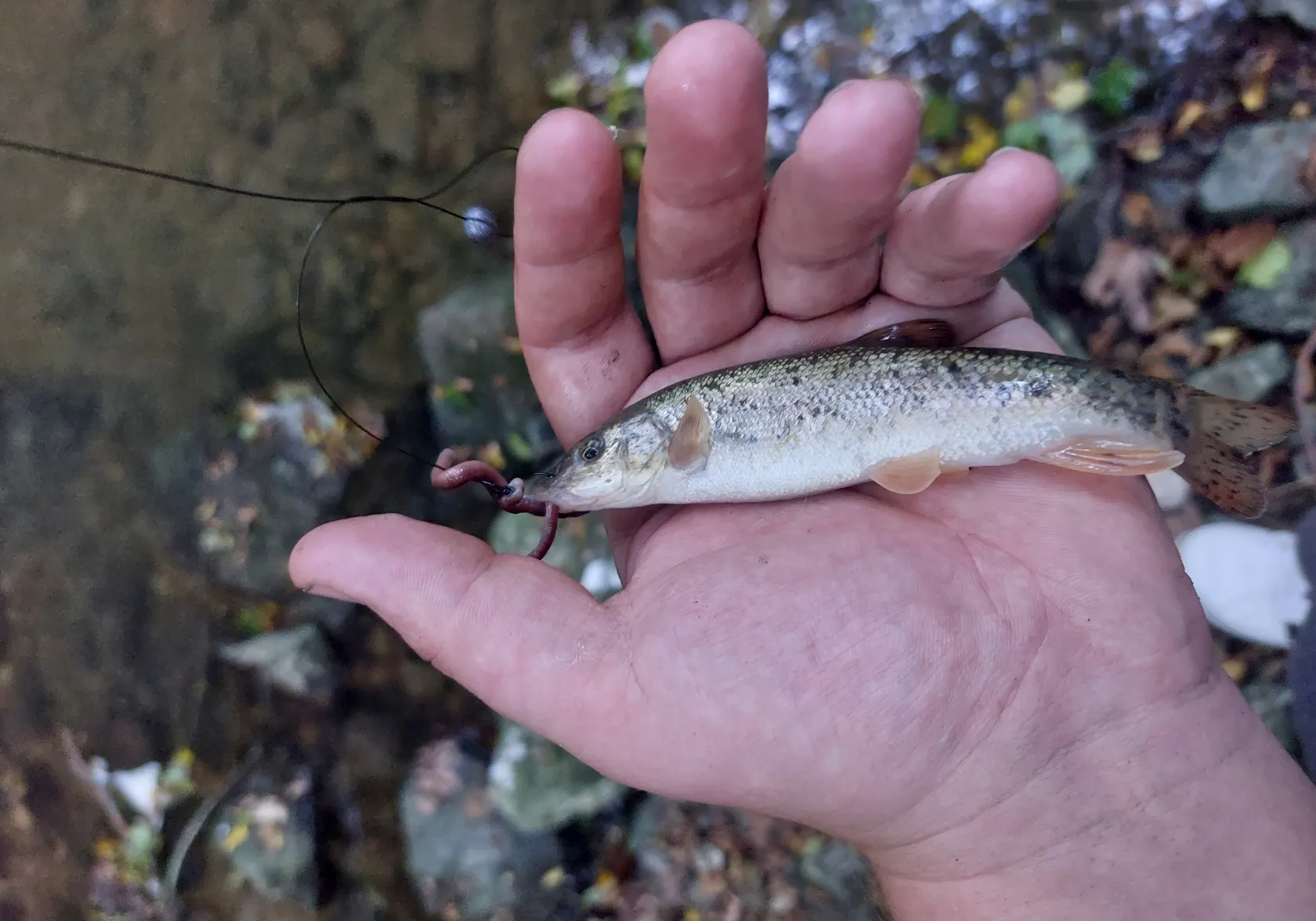 Mediterranean barbel