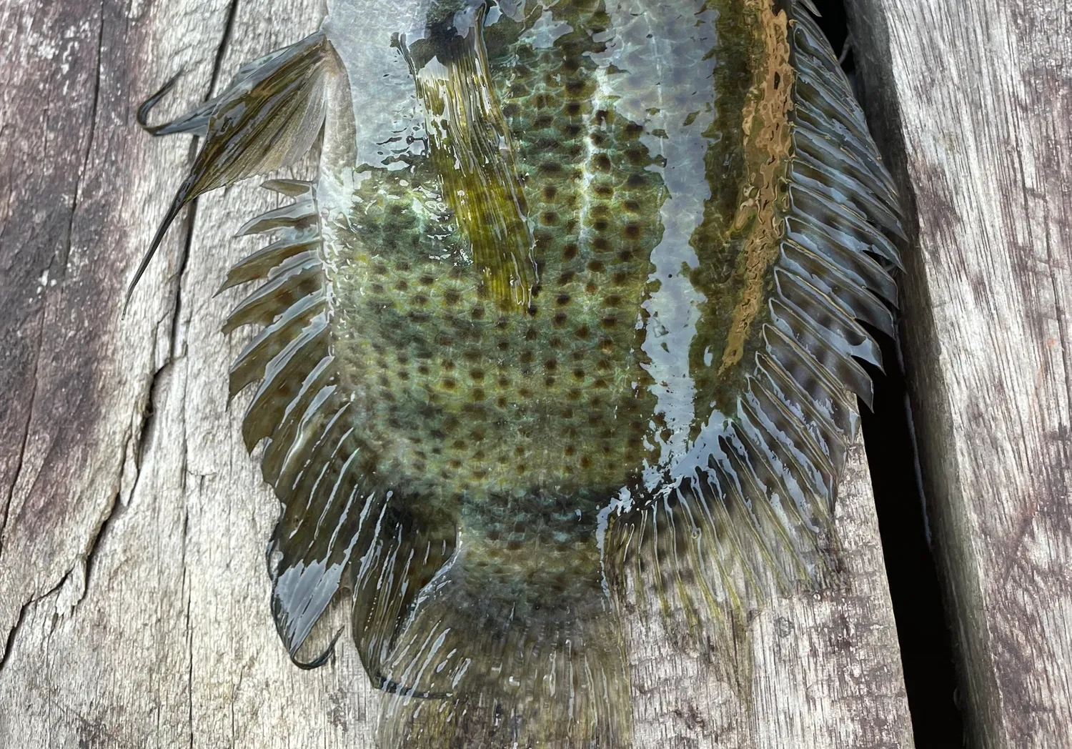 Pearl cichlid