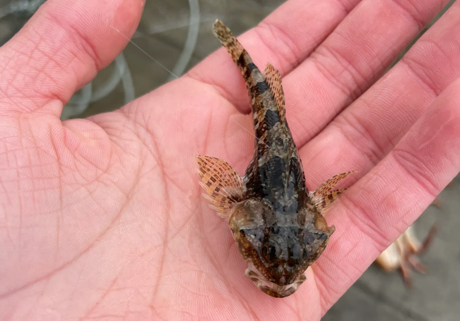 Buffalo sculpin