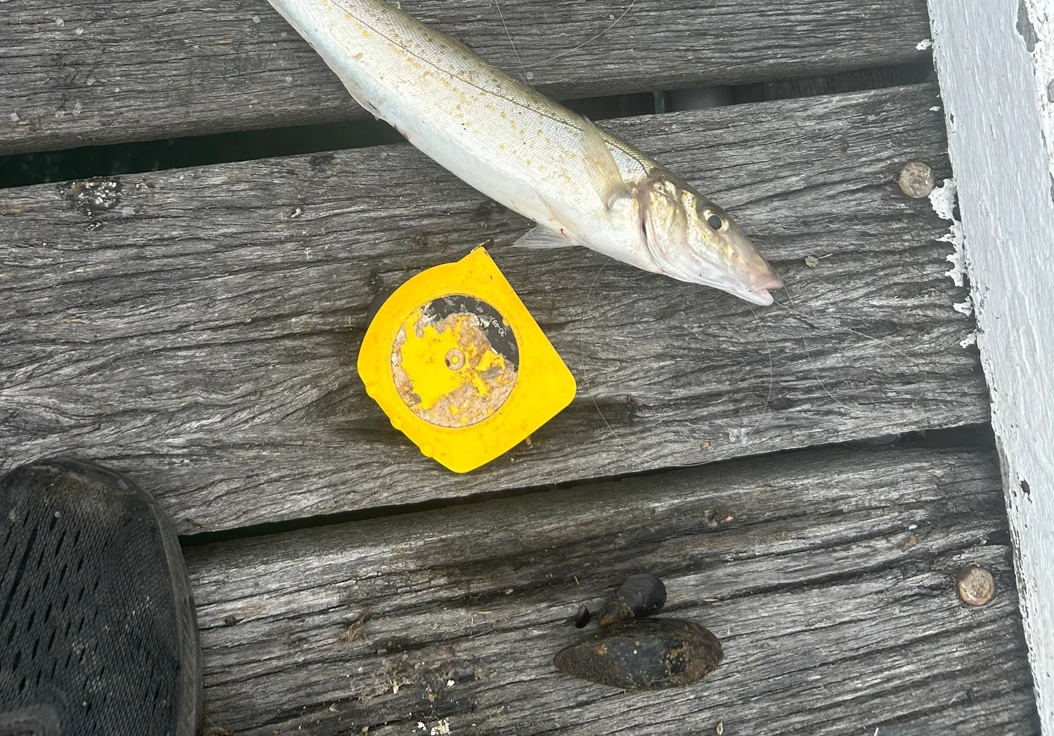 King George whiting