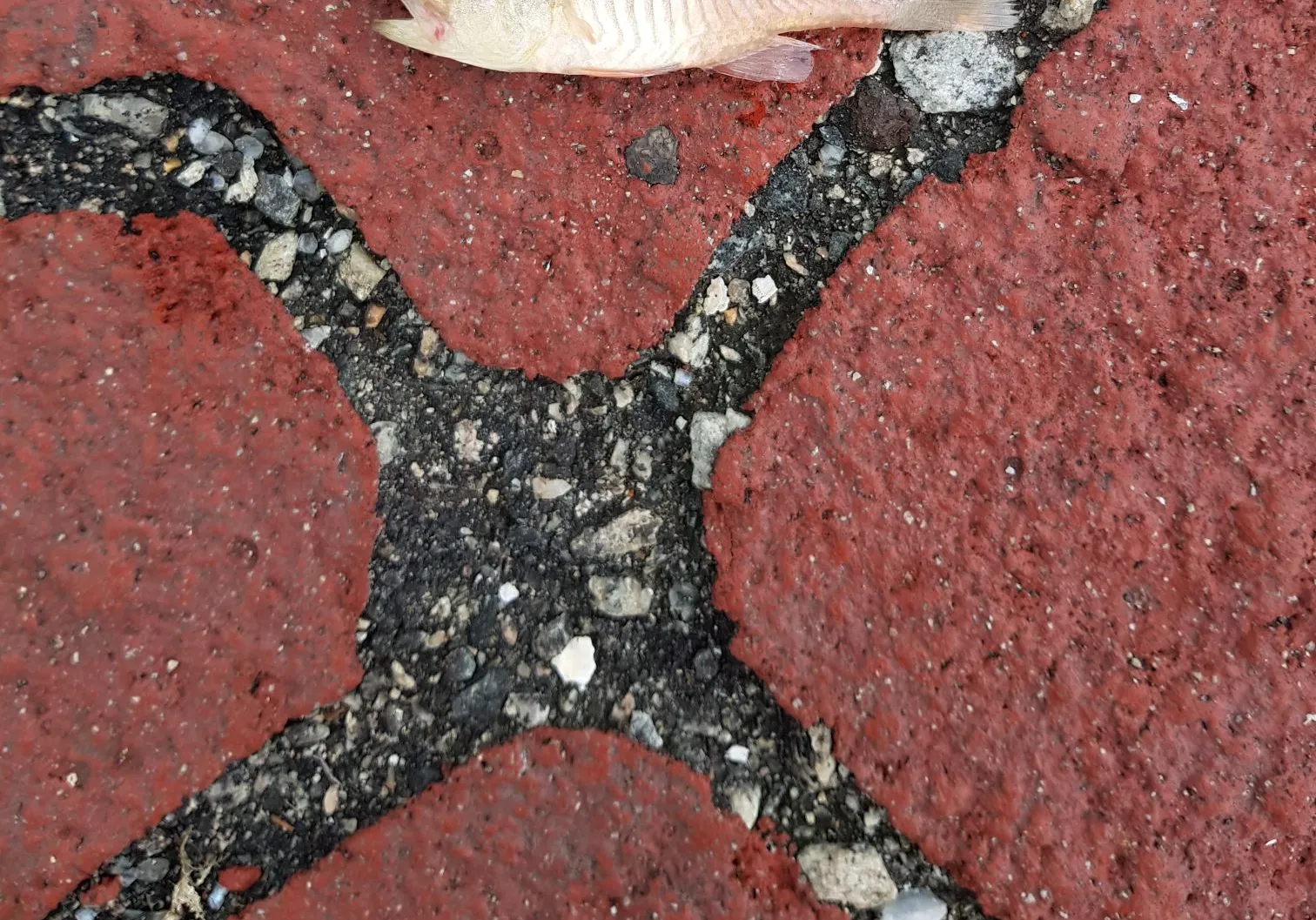 Broadbanded cardinalfish