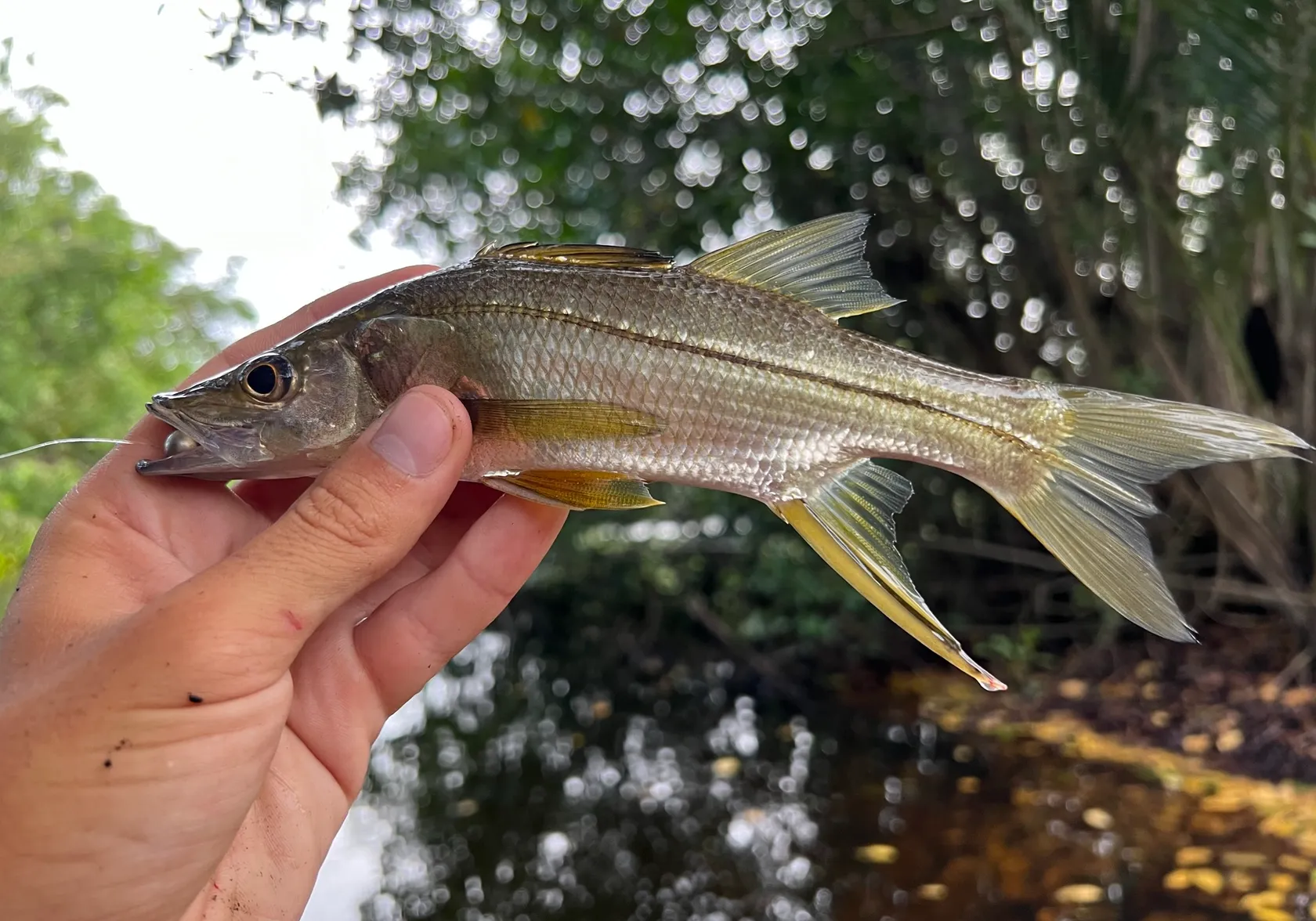 Swordspine Snook