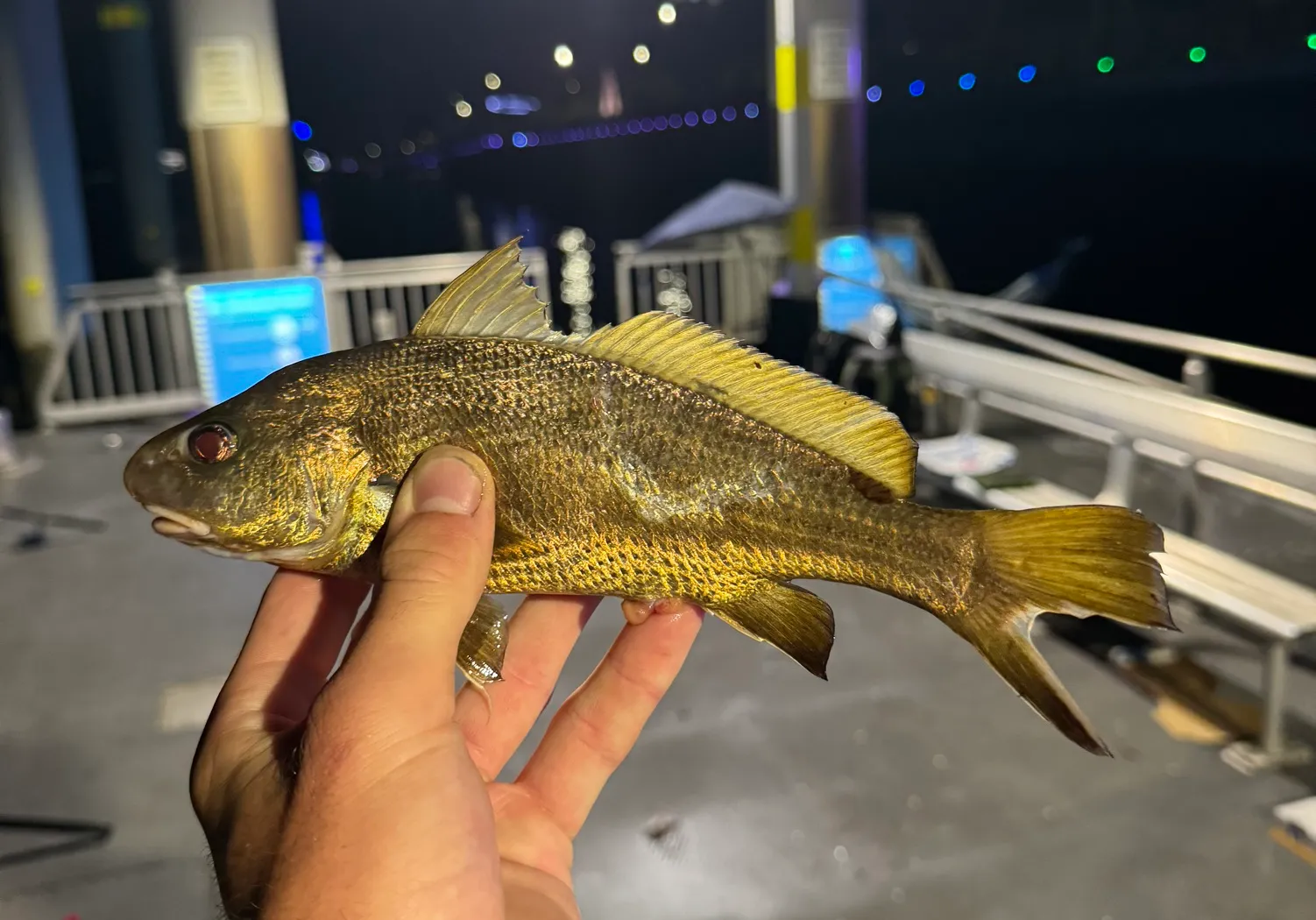 Sharpnose hammer croaker