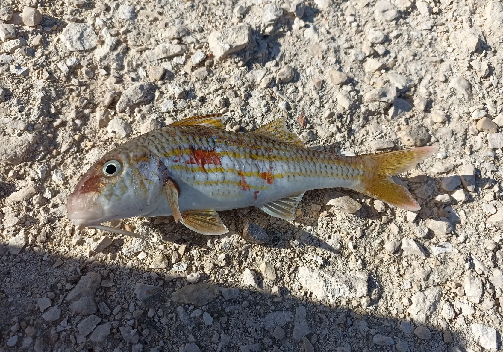 Striped red mullet