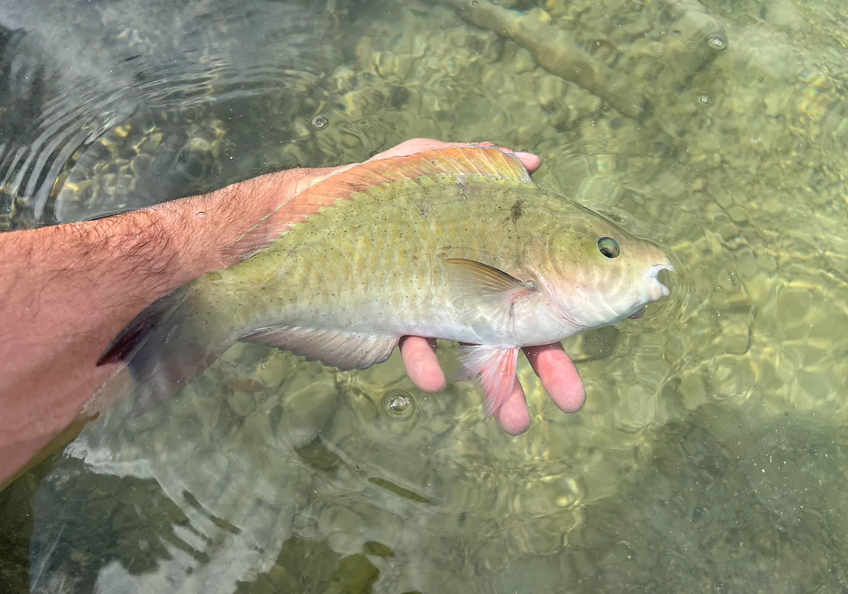 Common parrotfish