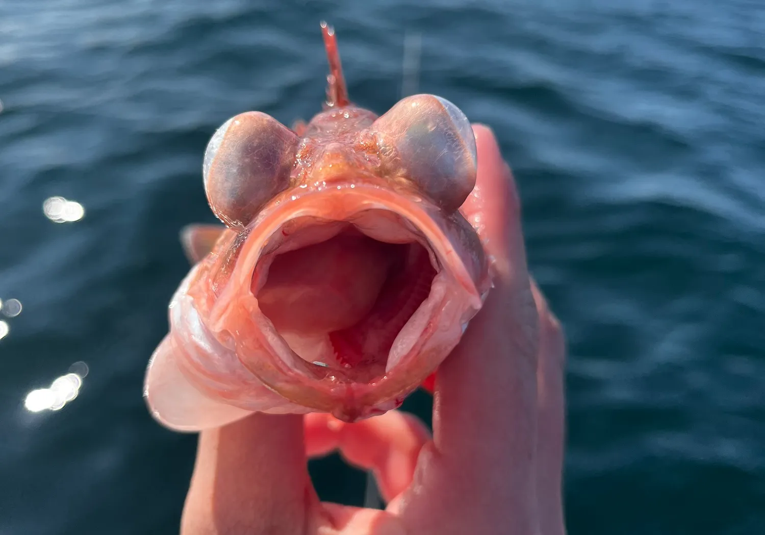 Acadian Redfish